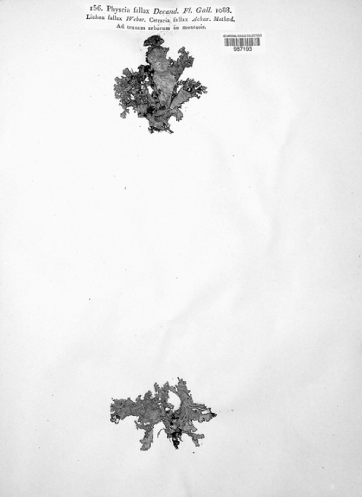 Oxneria fallax image